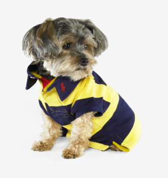 ralph-lauren-stripe-mesh-pup-polo