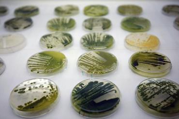 algenist algae