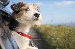 Traveling With Pets