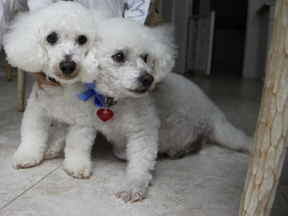 bichons