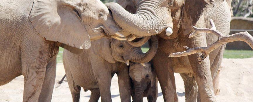 Tucson-Elephants-864x350