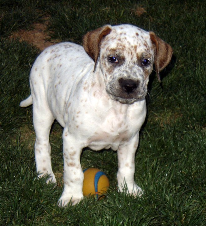 american bulldog mix puppies american bulldog lab mix for sale breeds picture american bulldog mix puppies american bulldog lab mix for sale breeds picture