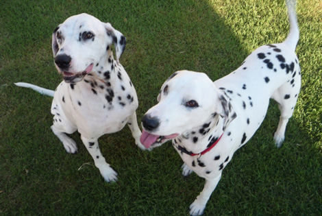dalmatians