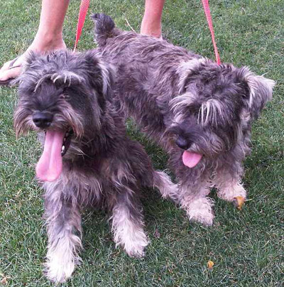 mini-schnauzers