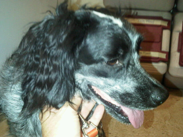 Zithromax does for 1 year old