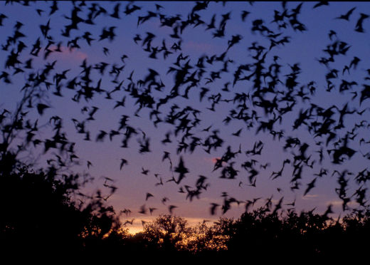 mexican free tailed bats-flying