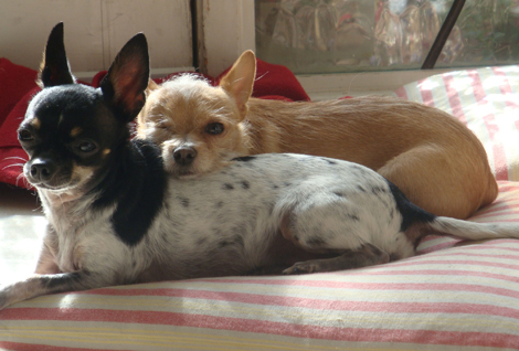 dog adoption
