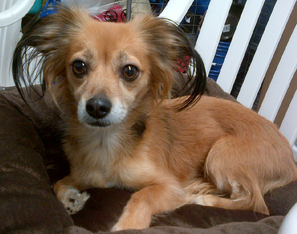 Skeeter