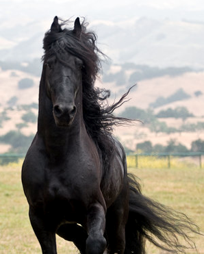 Like this black stallion, the HTC Inspire 4G is equal parts speed and 