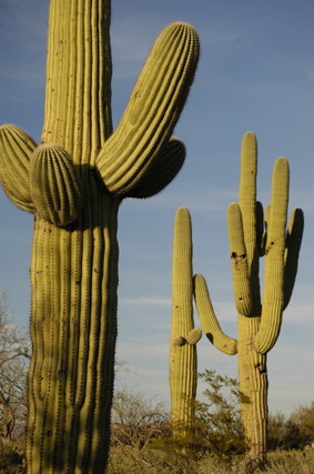 rsz tucson saguaro