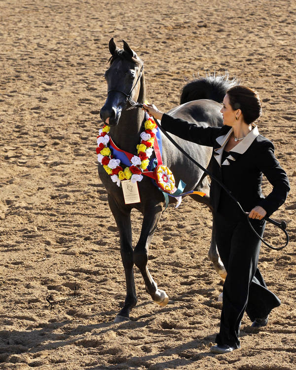 horse show