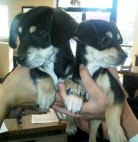 dachshund golden retriever mix puppies. Mix Puppies