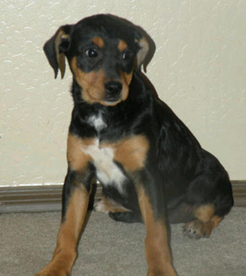 Shepard Lab Dog