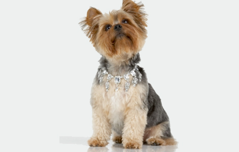 jeweled-dog-collar