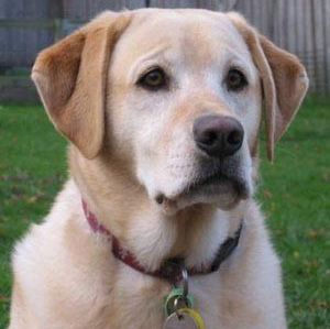 yellow lab rottweiler mix the gallery for gt corgi lab mix puppies yellow lab rottweiler mix the gallery for gt corgi lab mix puppies
