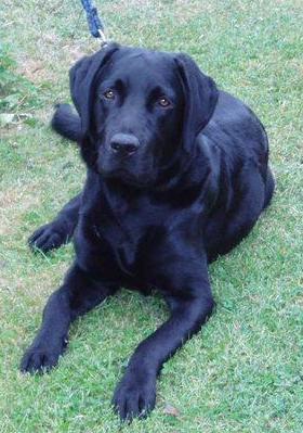 black lab vs golden retriever labrador golden retriever mix who needs a home and is up for adoption black lab vs golden retriever labrador golden retriever mix who needs a home and is up for adoption