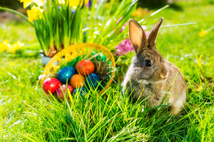 where to visit the easter bunny this month march 2016 az foothills