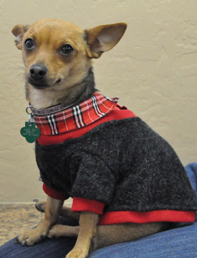 Adoption Dogs on Adopt A Dog Chihuahua