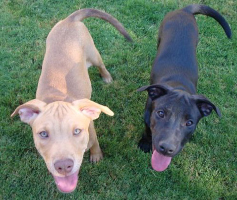 pitbull german shepherd mix puppy adopt a pitbull german shepherd mix puppy adopt a
