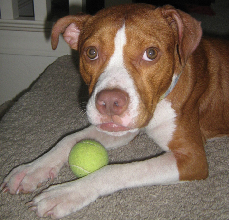 A Mix Dog
