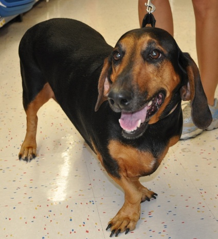basset hound