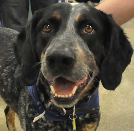 blue tick hound the gallery for gt blue tick lab blue tick hound the gallery for gt blue tick lab