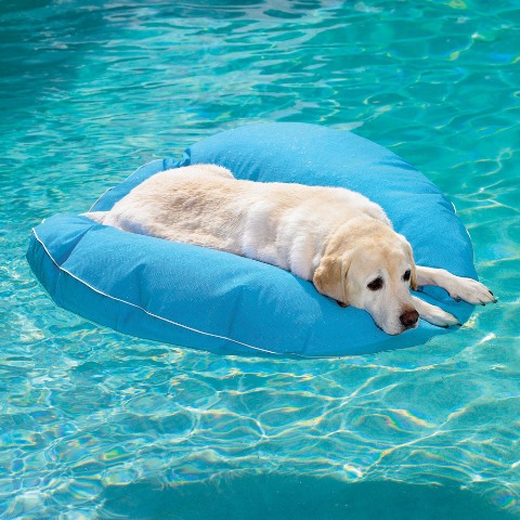 dog-pool-float-1