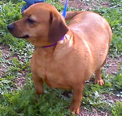 dachshund lab mix puppies for sale dachshund lab mix info breeds picture dachshund lab mix puppies for sale dachshund lab mix info breeds picture