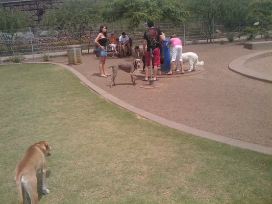 chaparral dog park