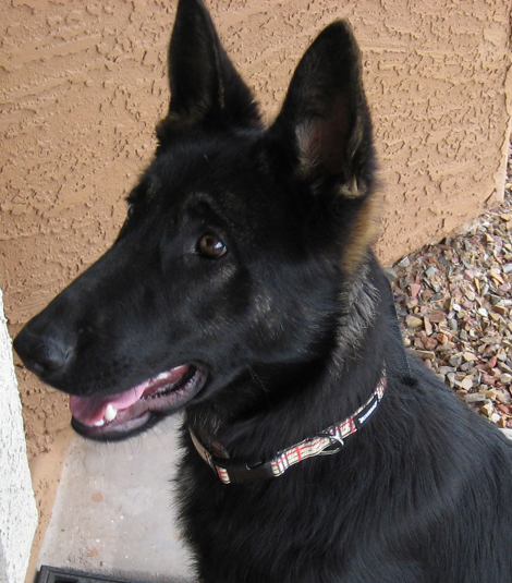 purebred German Shepherd.