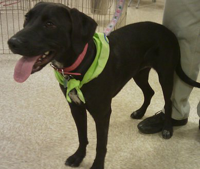 black-lab-emily