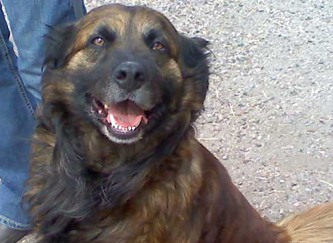 comanche