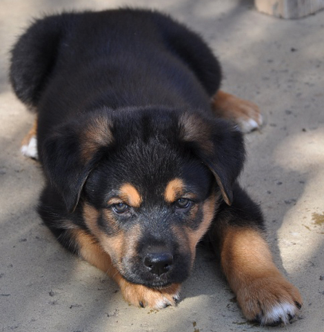 Is a rottweiler X german shepherd a good.