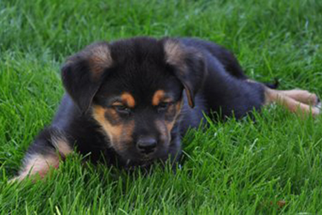 Rottweiler Puppies on Sheperd Rottweiler Pictures  Tyson Videos  German Sheperd Rottweiler