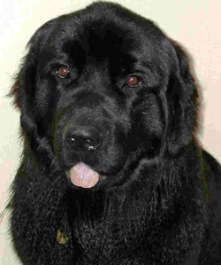 riley-new-foundland