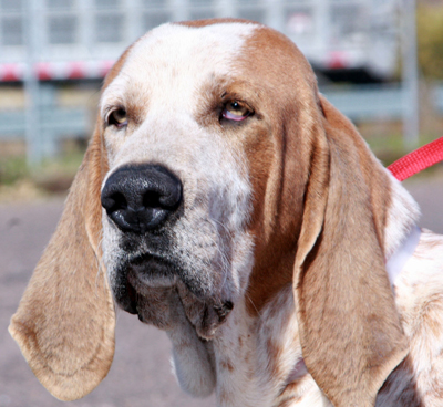 Old Hound