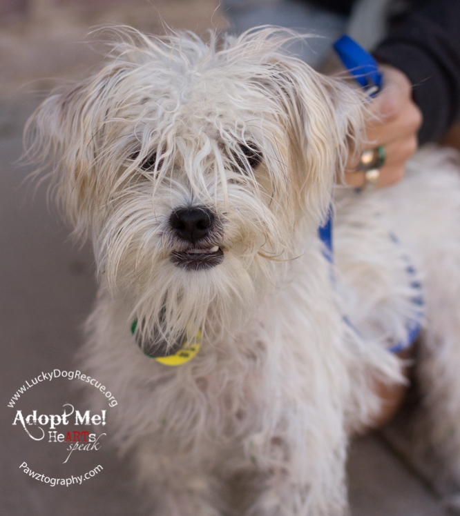 golden retriever maltese mix german shepherd golden retriever mix adopt breeds picture golden retriever maltese mix german shepherd golden retriever mix adopt breeds picture