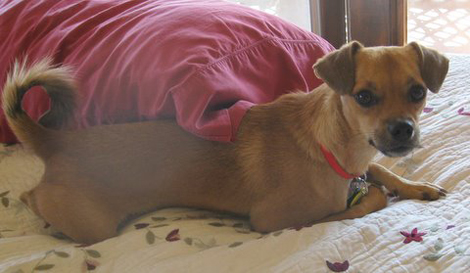 cal-chihuahua