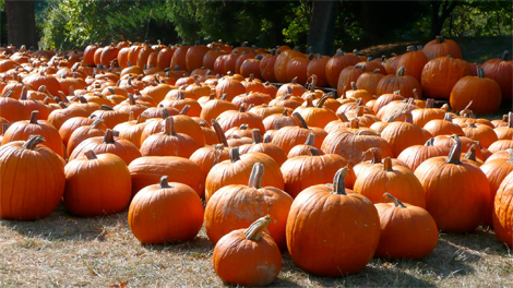 halloween-pumpkin-patch