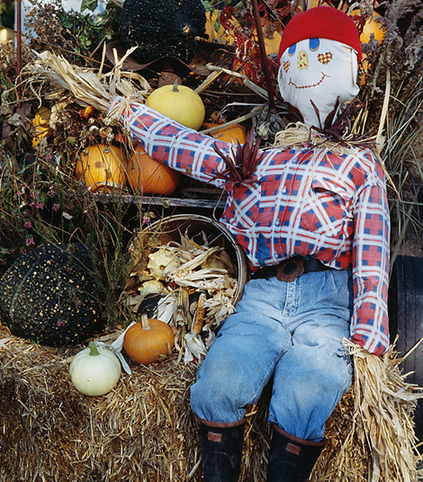 halloween-scarecrow