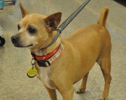 shortie-chihuahua