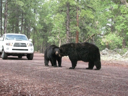 Bearizona Bears in Street