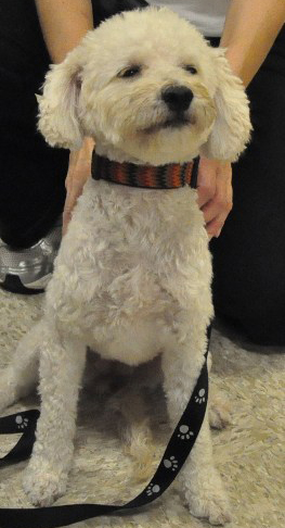 sunnie-minature-poodle-mix