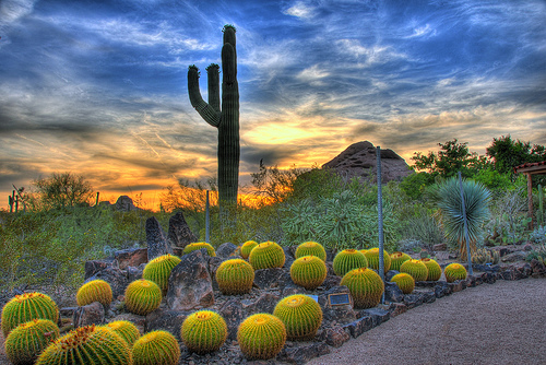 desert-botanical-garden desert-botanical-garden
