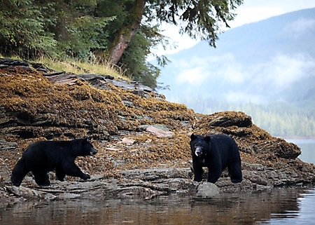 alaska-bear-adventure-2009_17