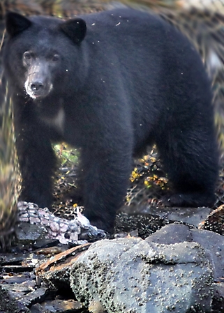 alaska-bear-adventure-2009_19