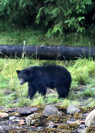 alaska-bear-adventure-2009_25