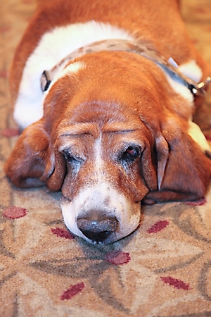 basset-ball-scottsdale-2009_00