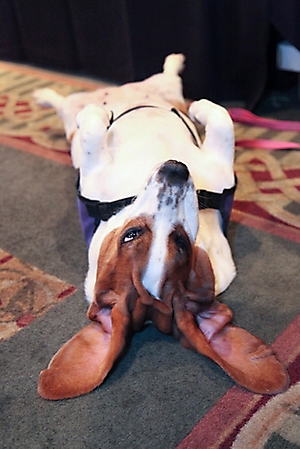 basset-ball-scottsdale-2009_11