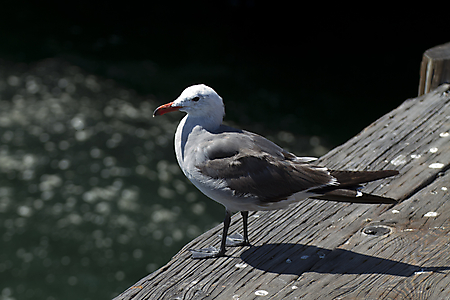 29A_IMG_4248